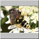 Crabro cribrarius - Grabwespe m05 11mm.jpg